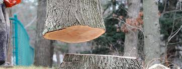 Best Tree Cabling and Bracing  in Kuna, ID